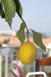 _DSF4442.jpg